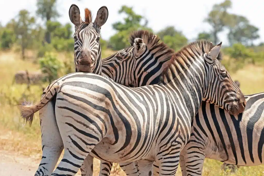 Drie zebra’s op safari in Zuid-Afrika, één kijkt recht in de camera